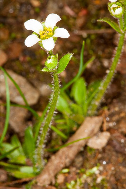 Saxifraga androsacea flower