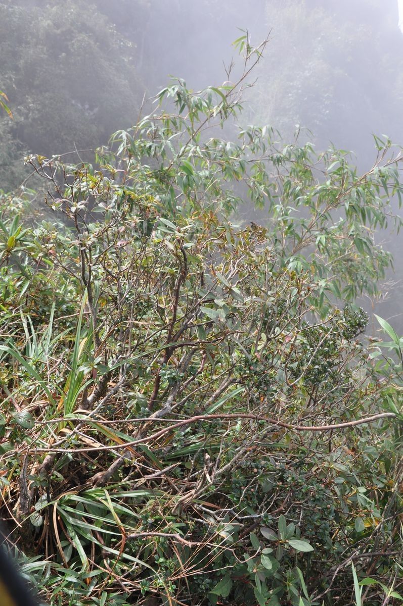 Rhododendron crenulatum habit