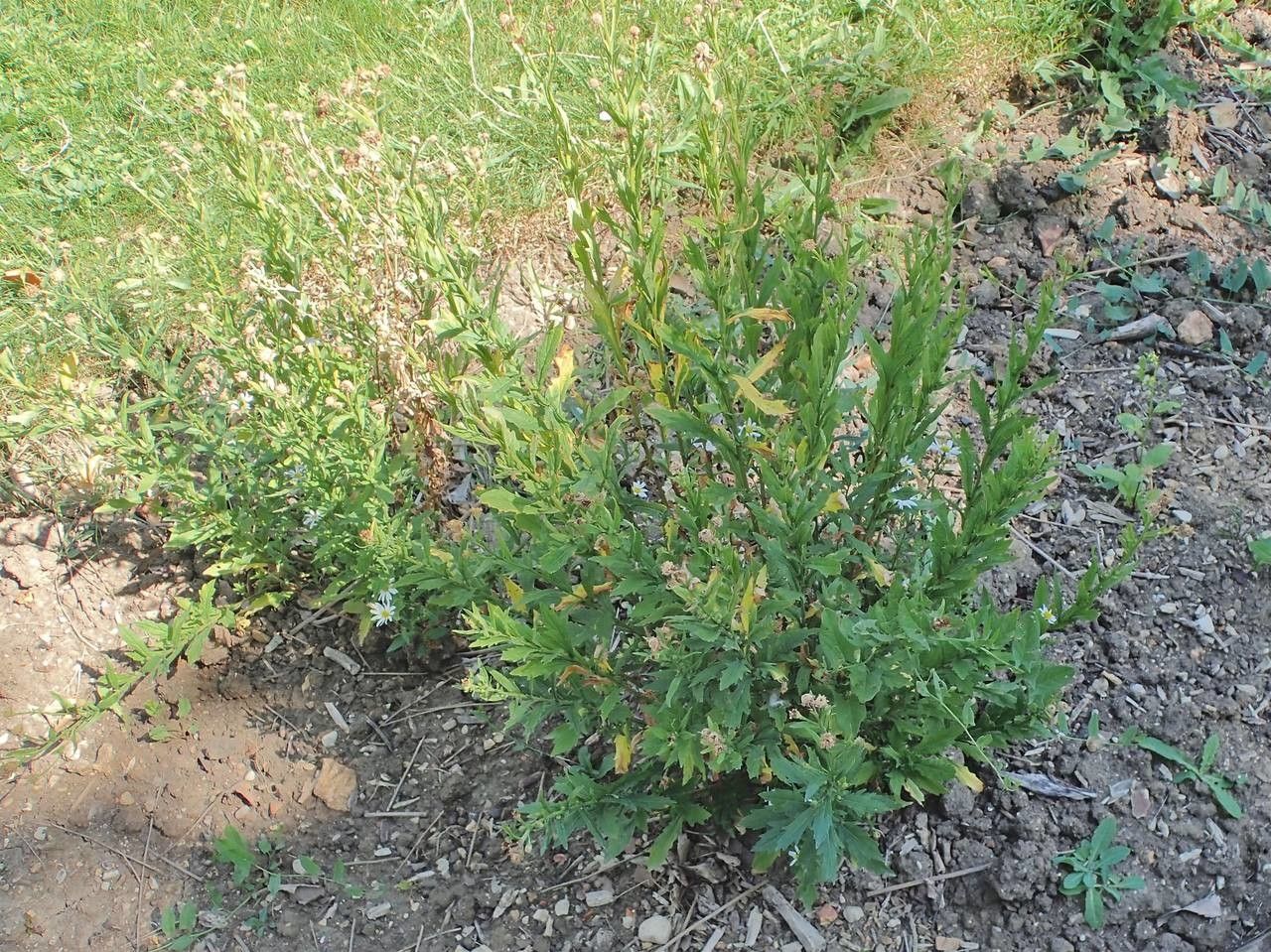Kalimeris incisa habit