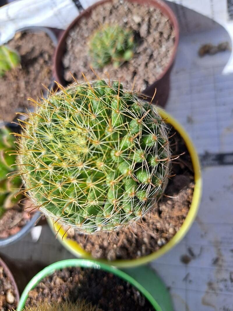 Cochemiea wrightii leaf