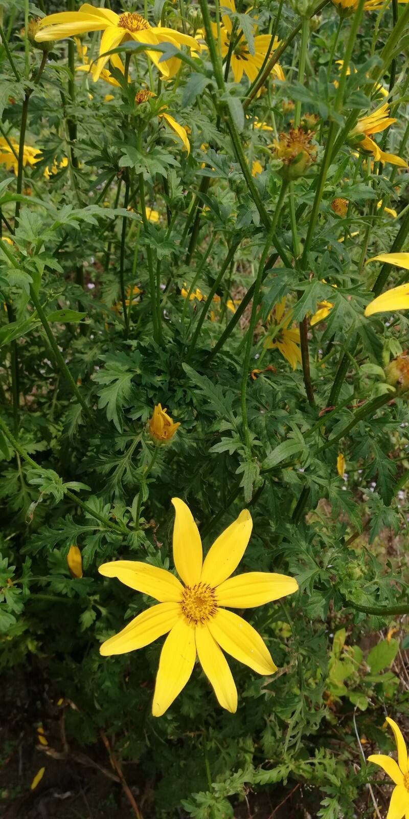Bidens oligoflora leaf