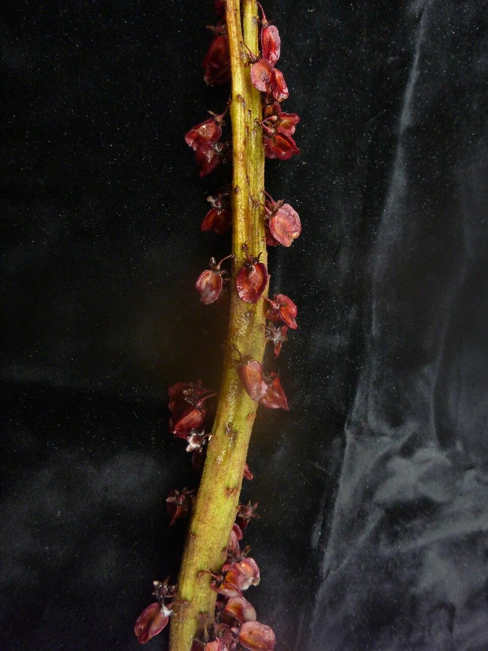 Rheum spiciforme habit