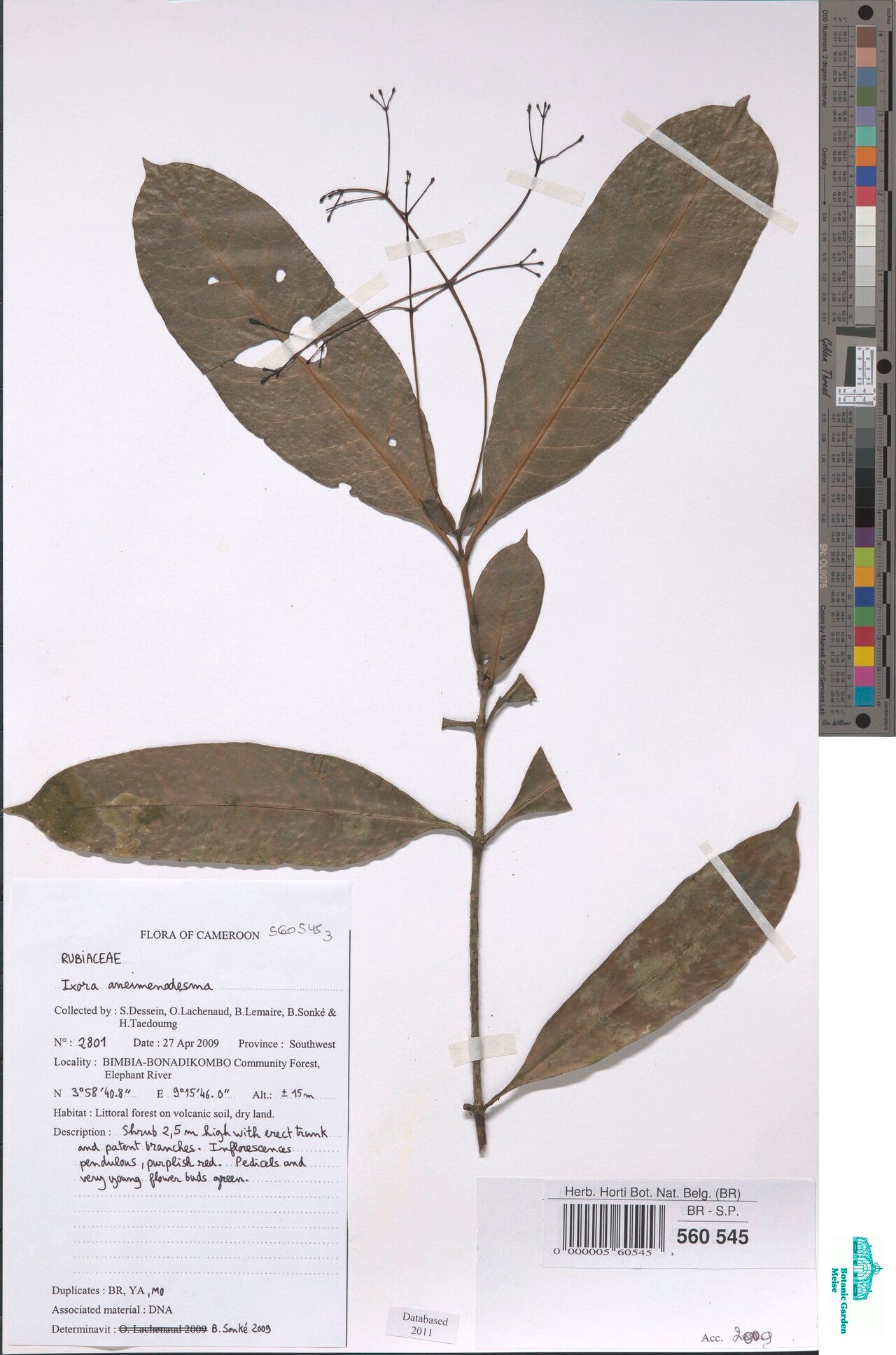 Ixora nematopoda — houseplant care guide