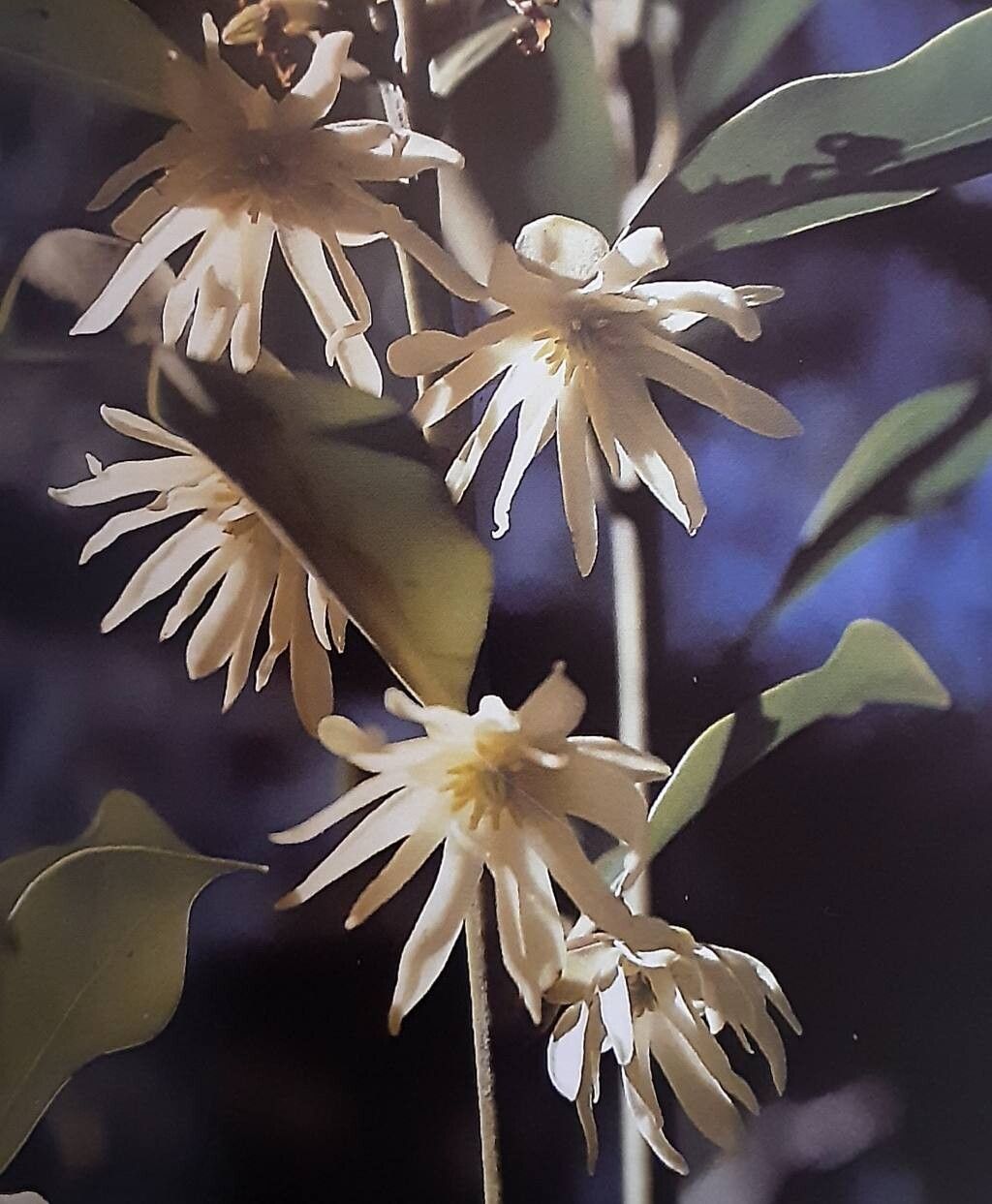 Illicium anisatum flower