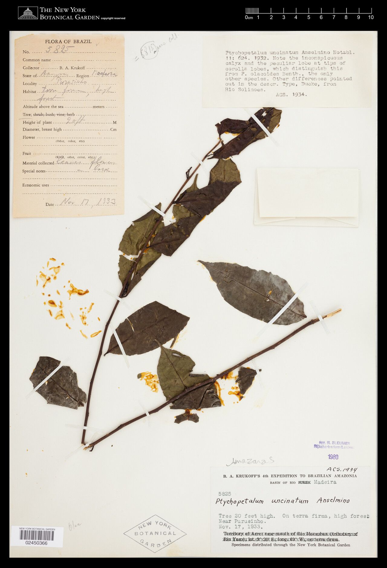 Ptychopetalum uncinatum — related species from the same genus