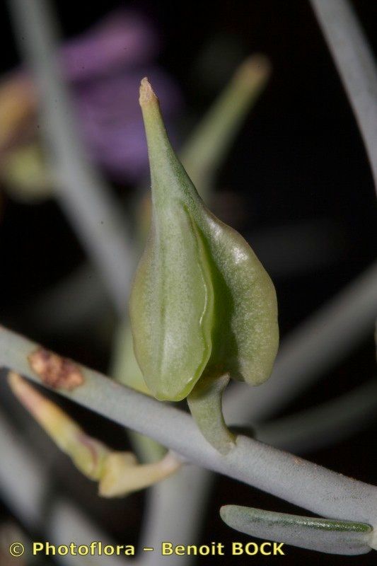 Zilla macroptera fruit