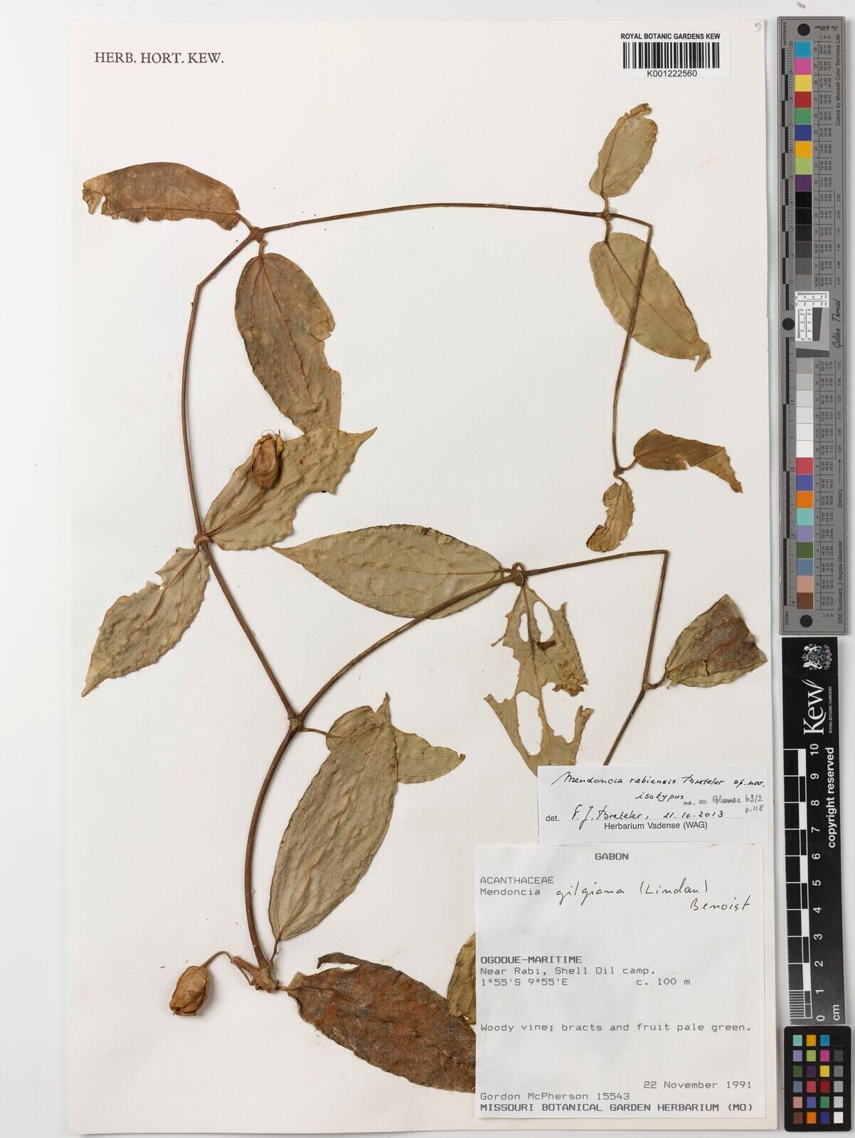 Mendoncia rabiensis — houseplant care guide