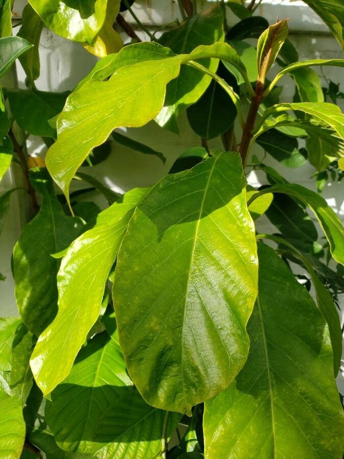 Beaumontia grandiflora leaf