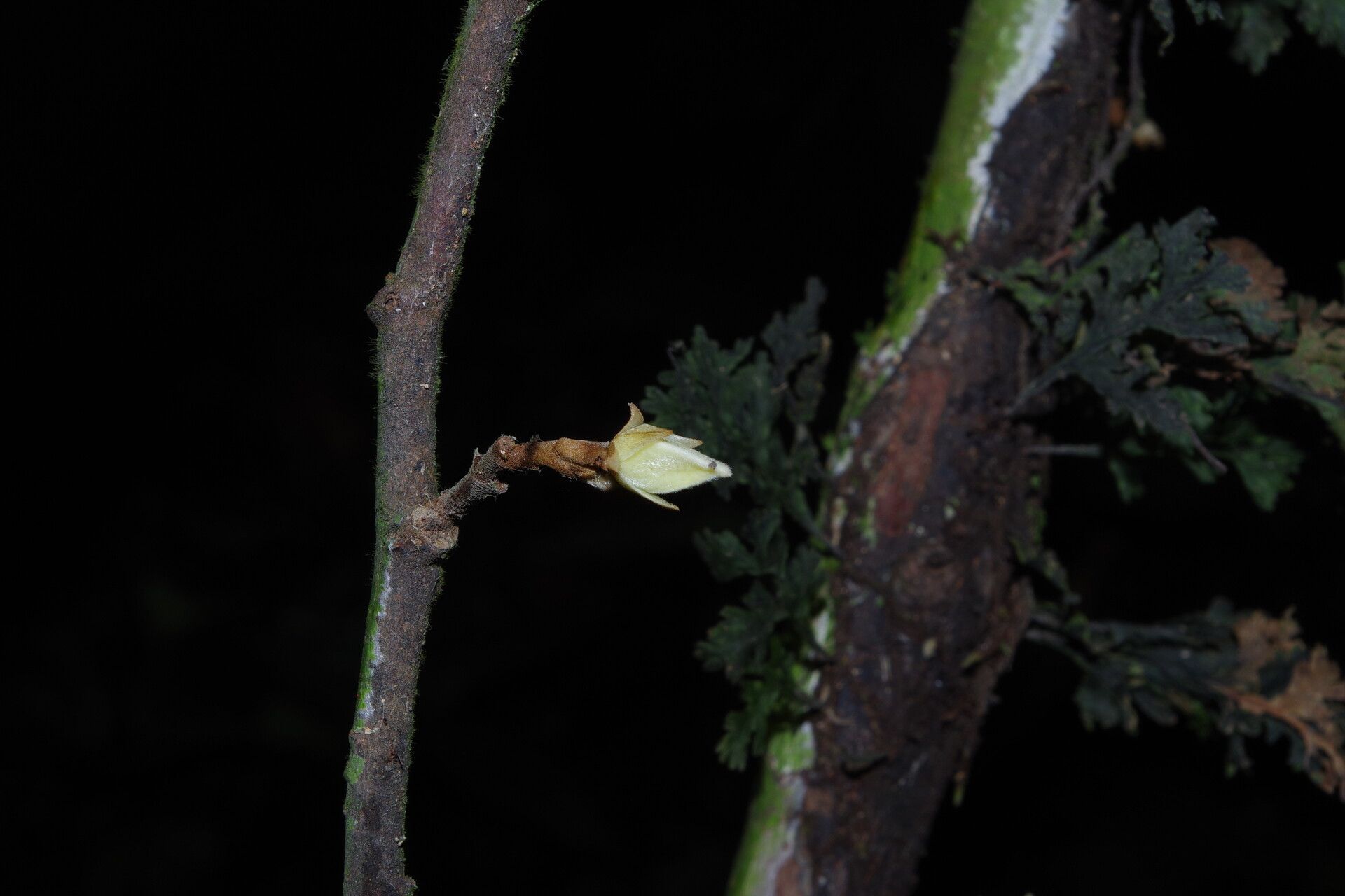 Piptostigma macrophyllum flower
