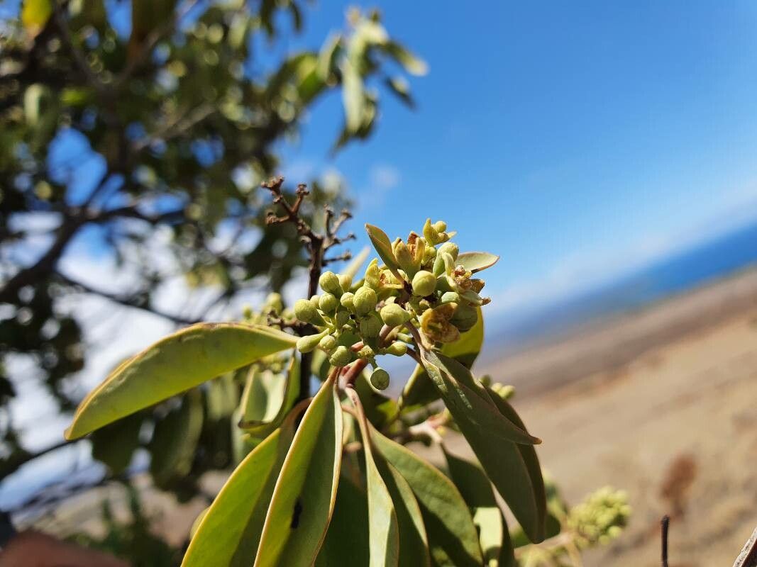 Santalum ellipticum flower