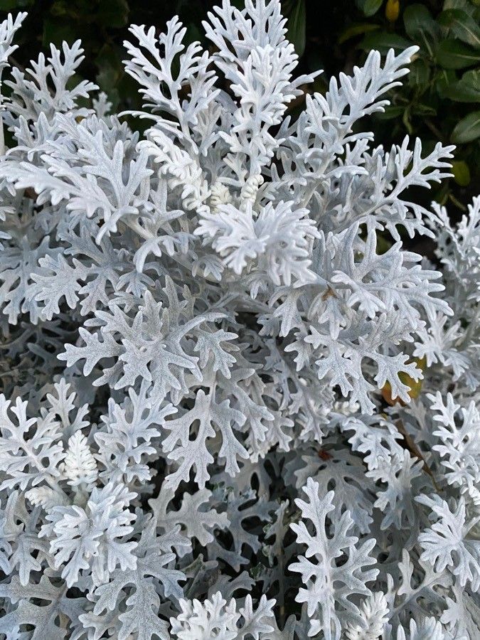 Senecio cineraria flower