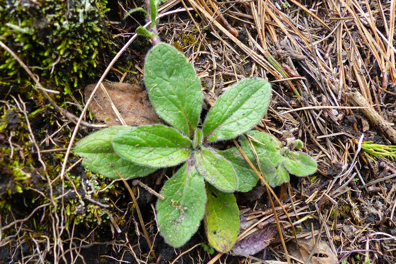 Pentanema hirtum leaf
