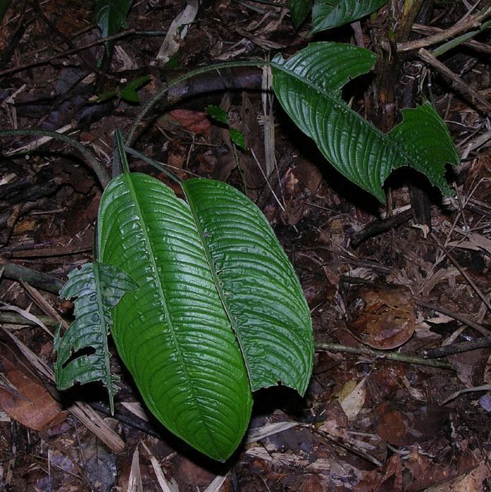 Dieffenbachia beachiana