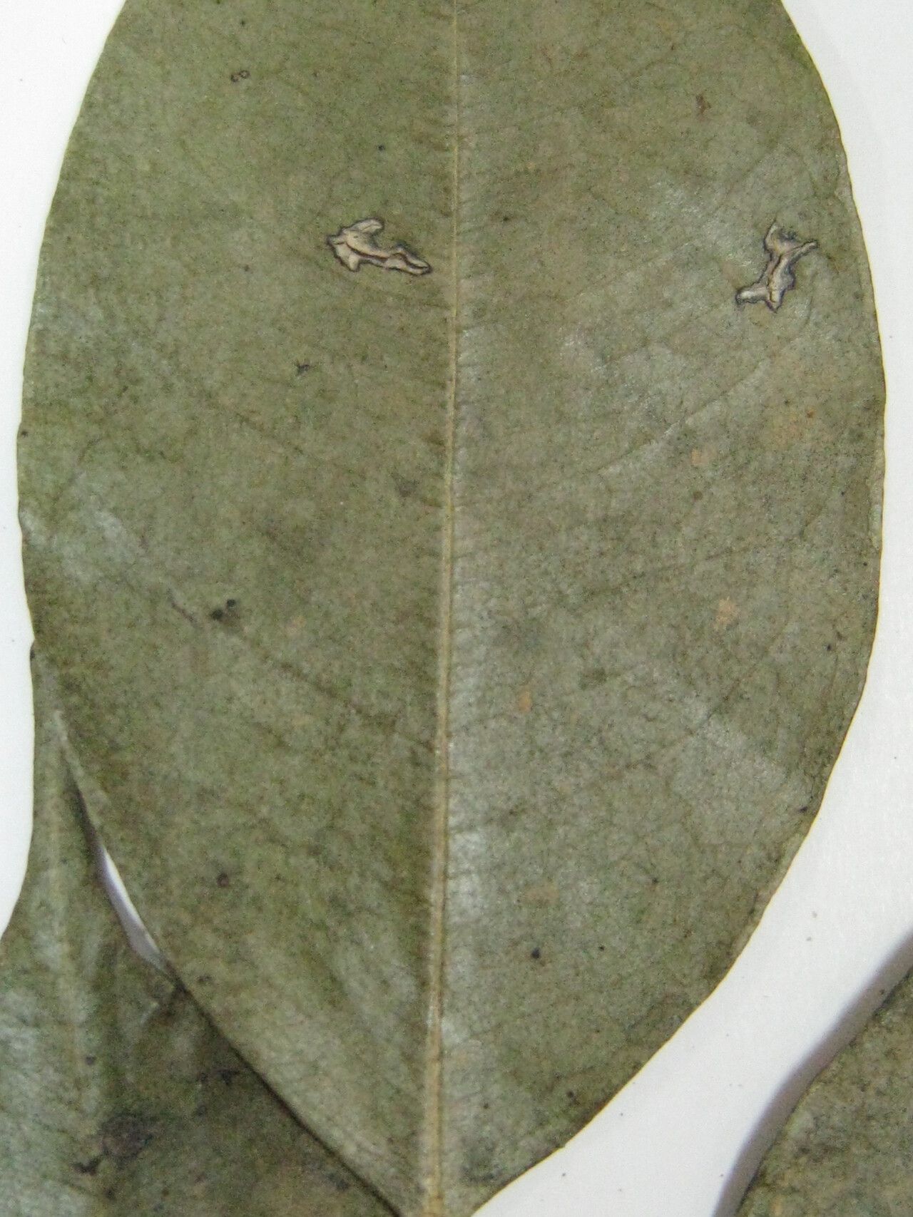 Swartzia aptera — related species from the same genus