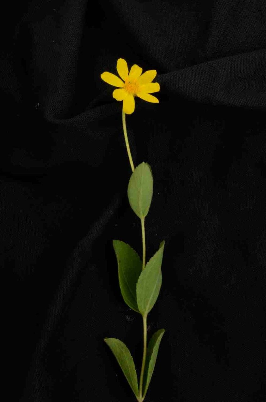 Calea cuneifolia flower