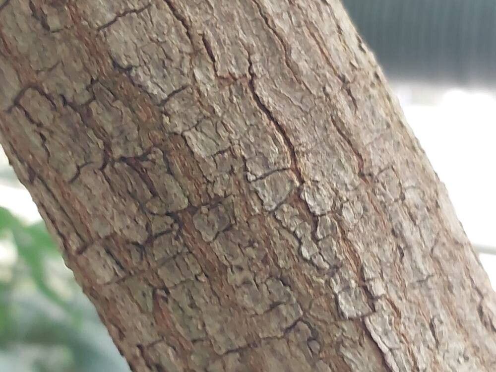 Terminalia litoralis bark