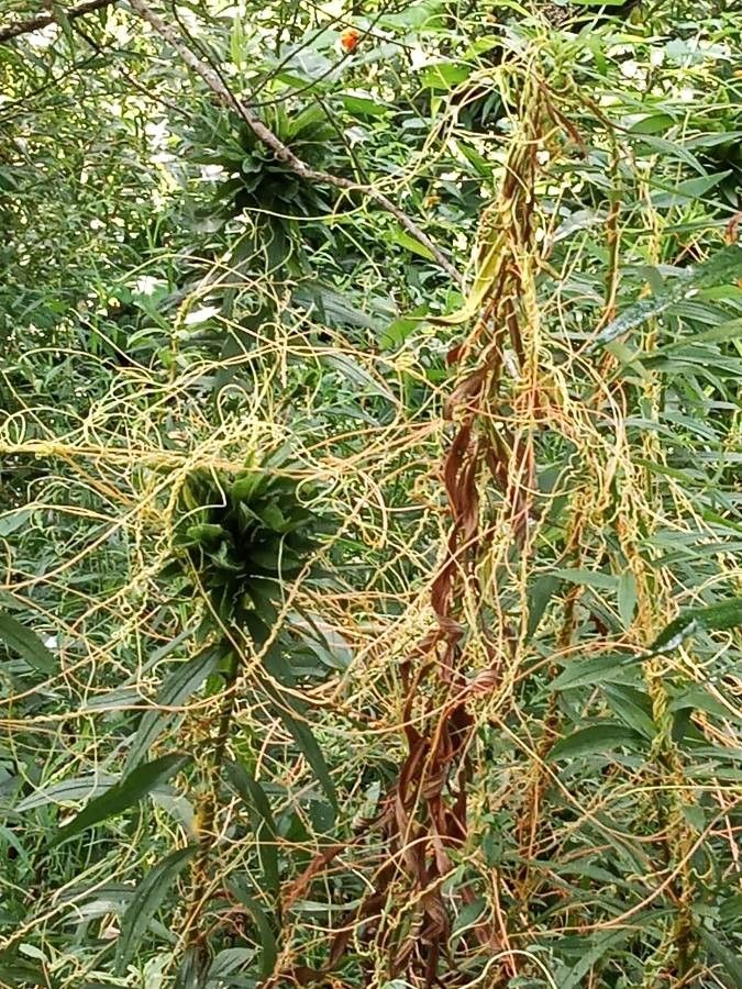 Cuscuta americana leaf
