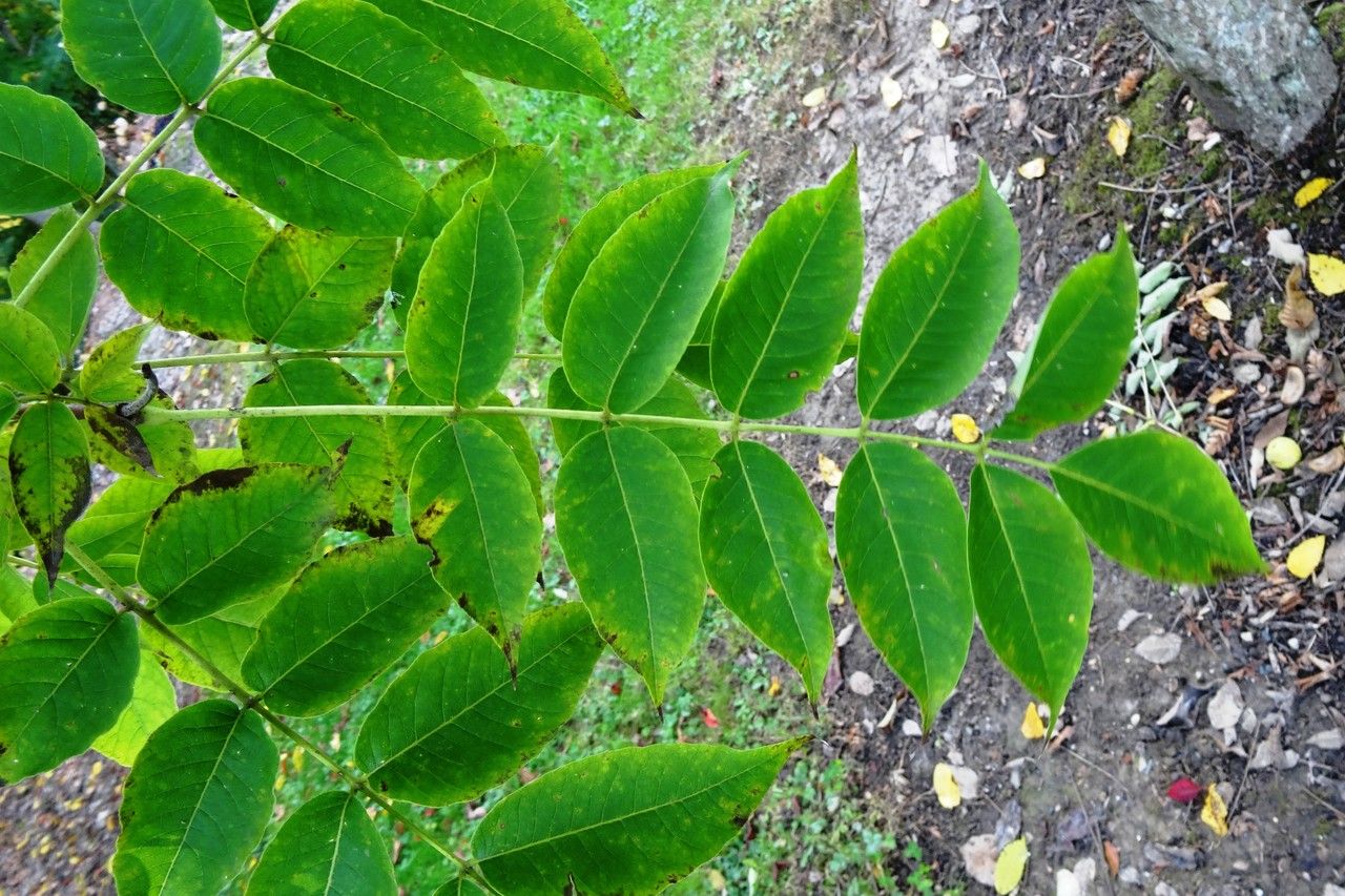 Phellodendron lavallei leaf