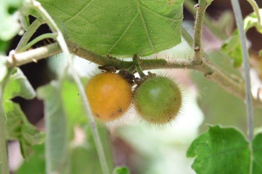 Solanum candidum fruit