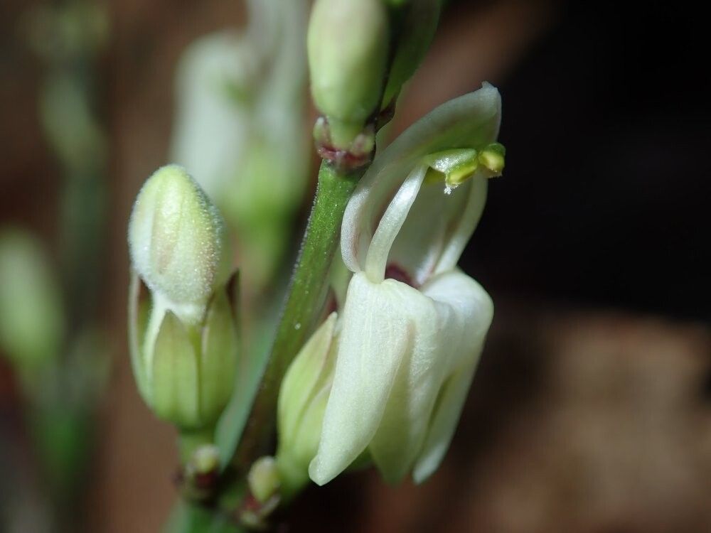 Justicia bolomboensis — houseplant care guide