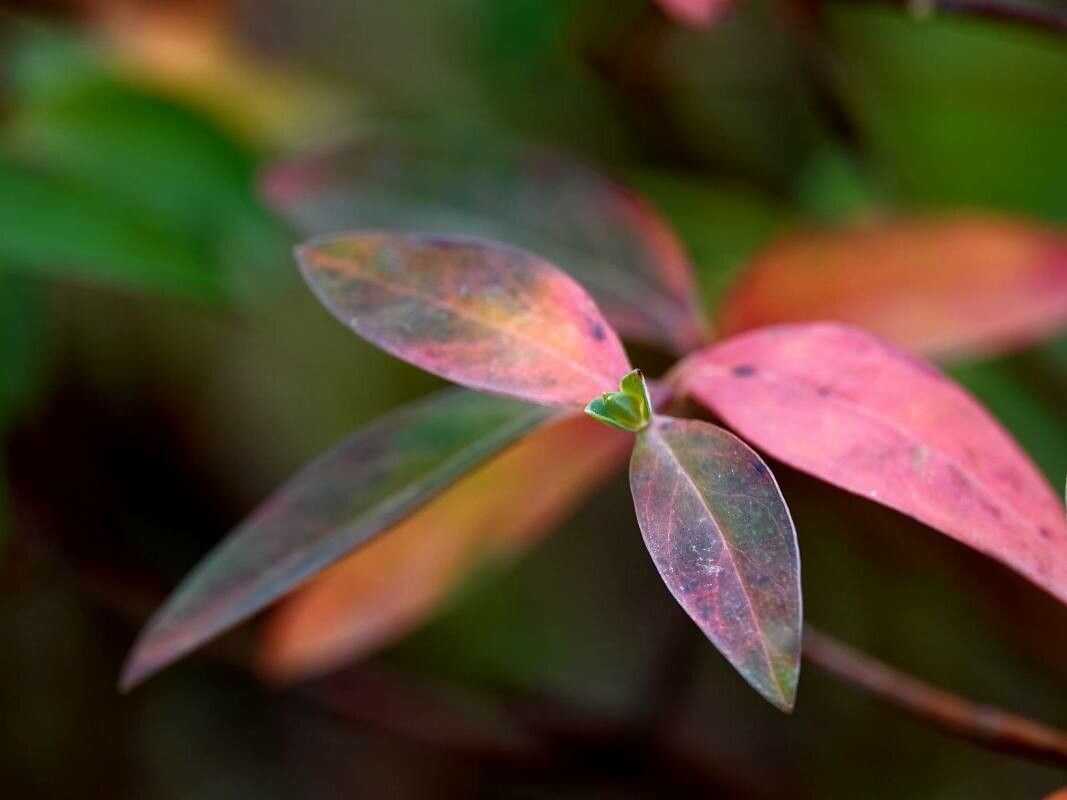 Ludwigia glandulosa — search result for 'Ludwigia'