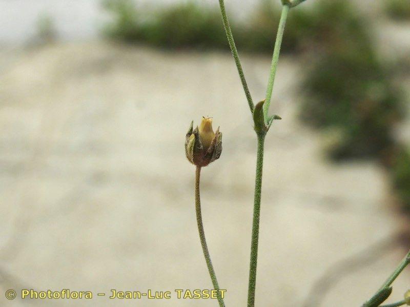 Arenaria cinerea fruit