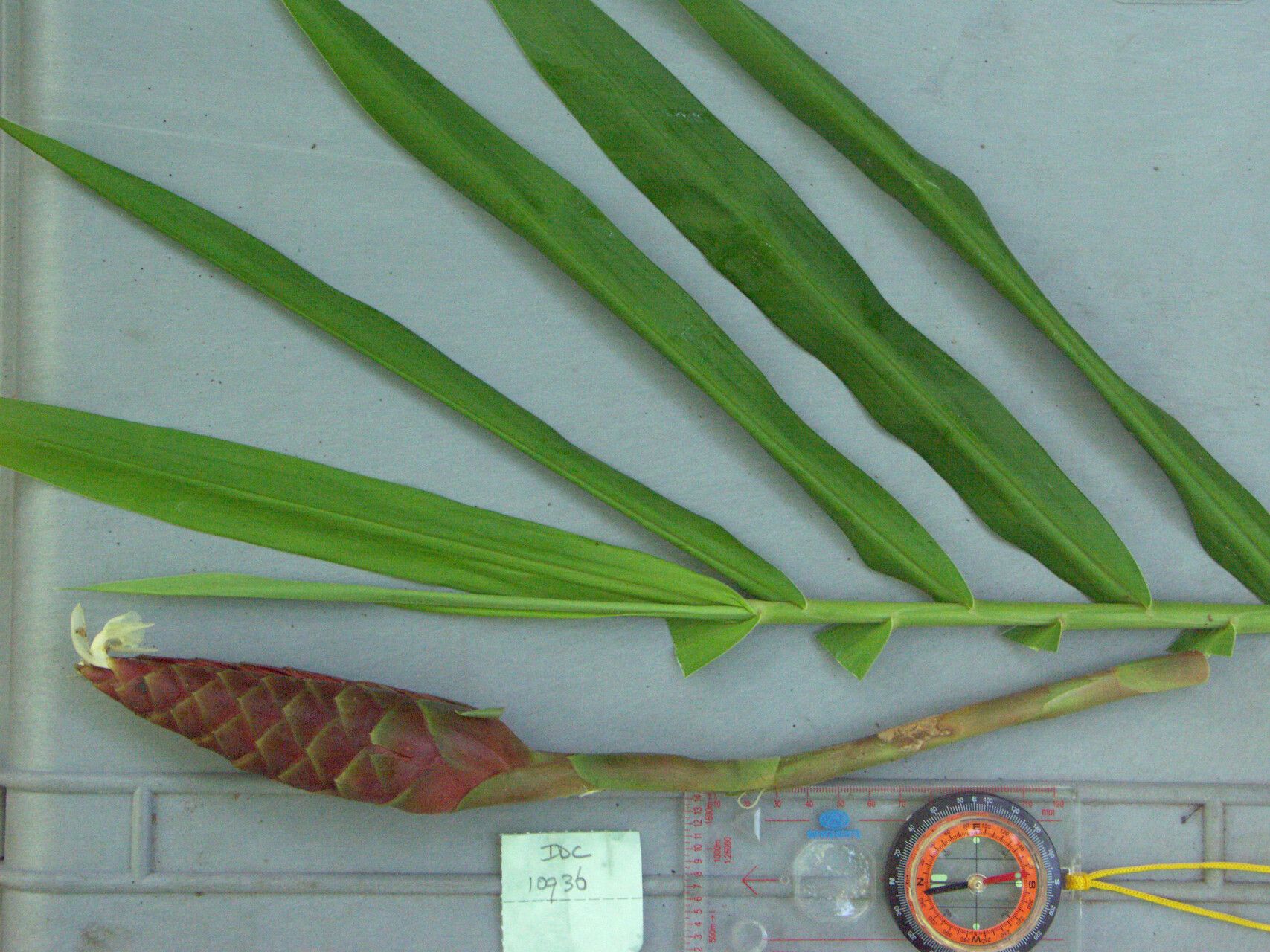 Zingiber purpureum — search result for 'Zingiber'