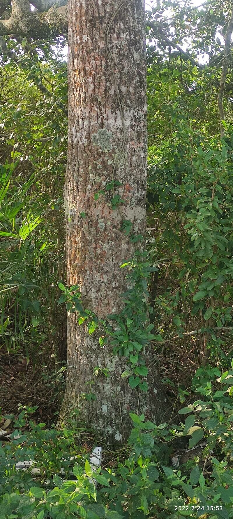 Syzygium cordatum bark