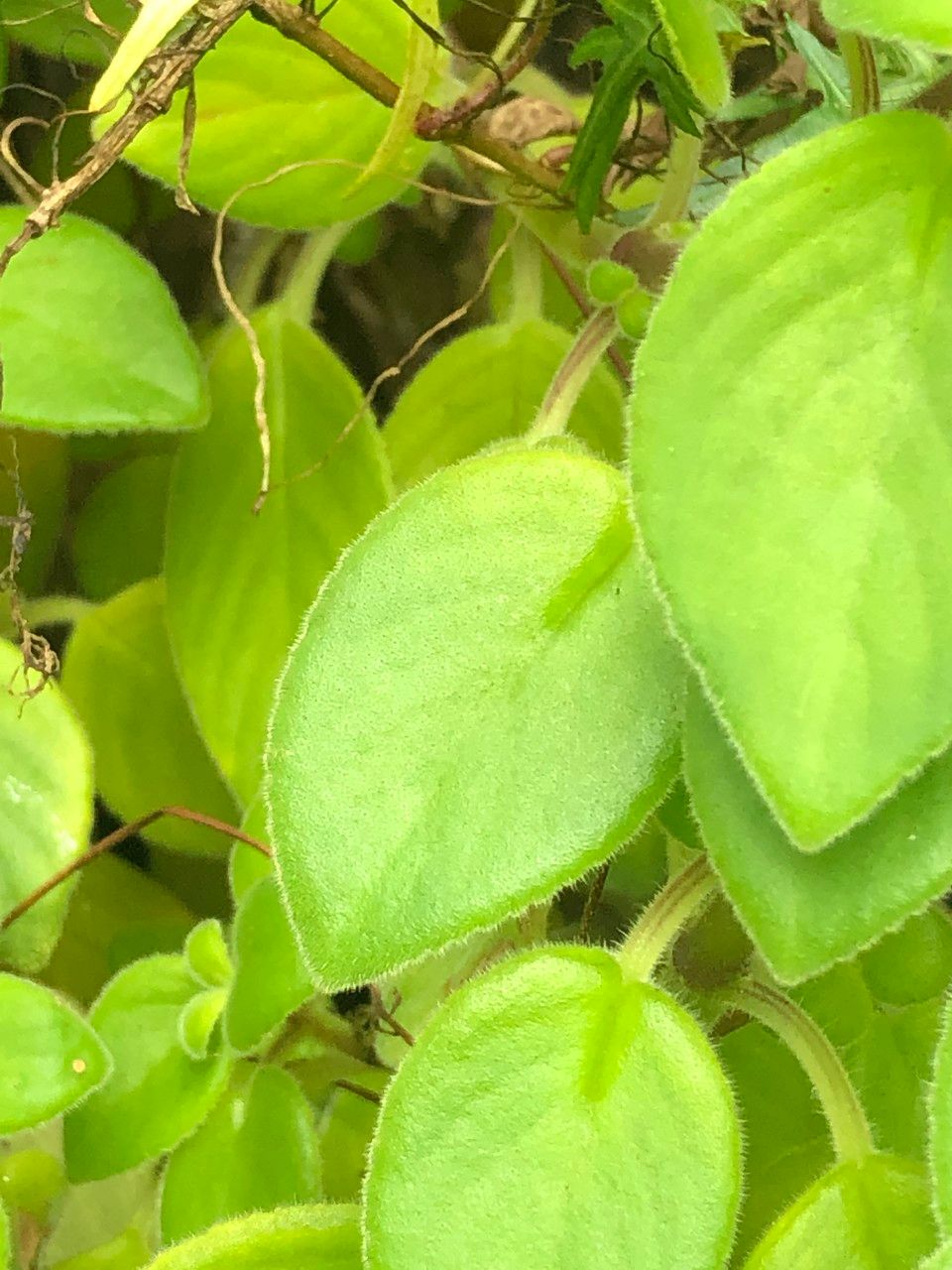 Streptocarpus saxorum fruit