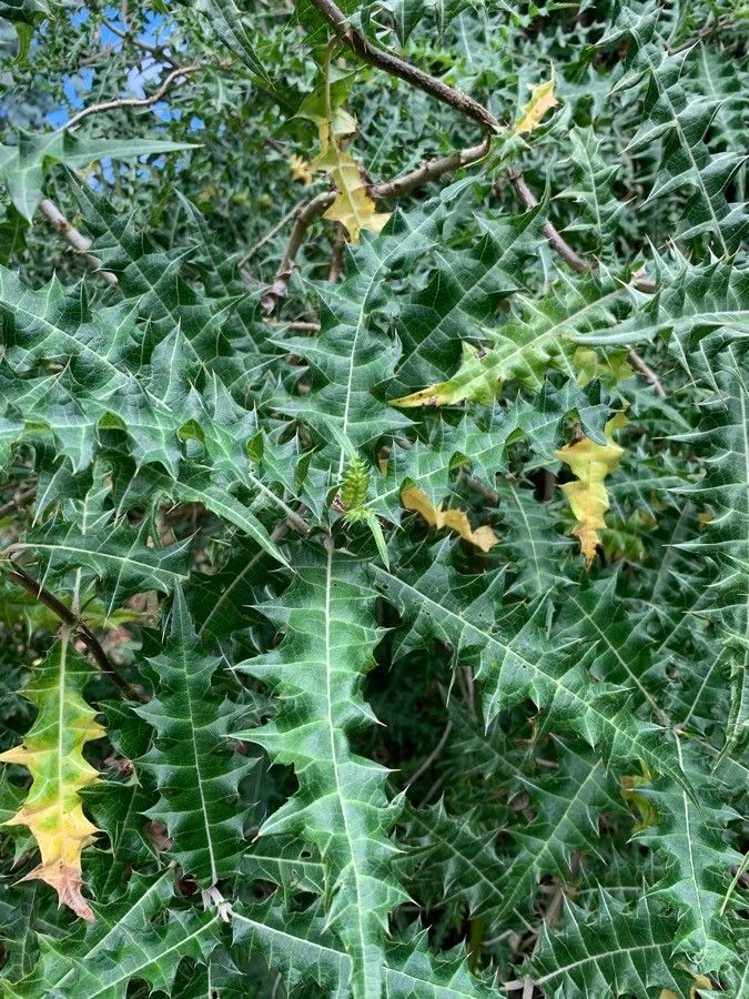 Acanthus arboreus leaf