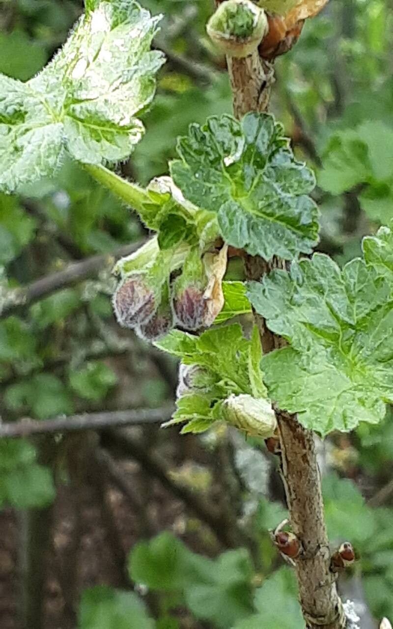 Ribes × nidigrolaria flower