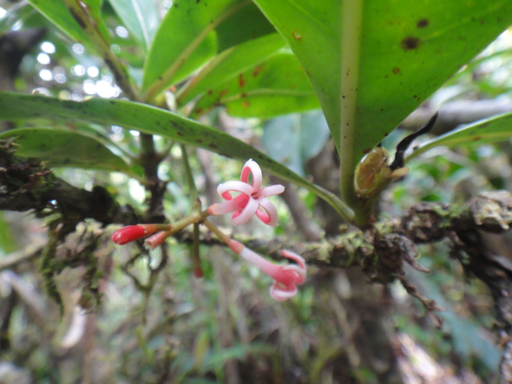 Psychotria roseotincta — houseplant care guide