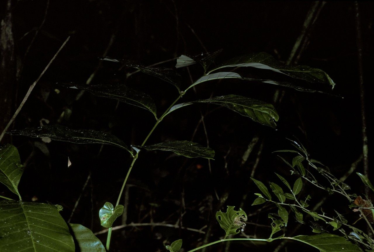 Otonephelium stipulaceum — search result for 'Sapindaceae'