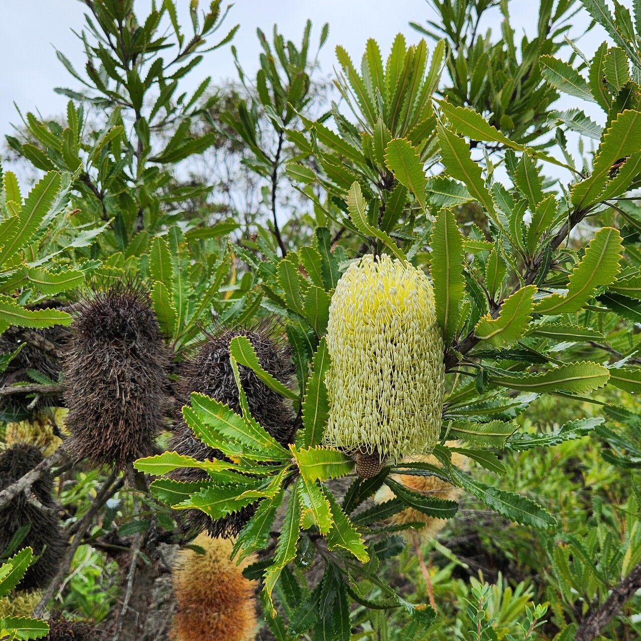 Banksia aemula flower