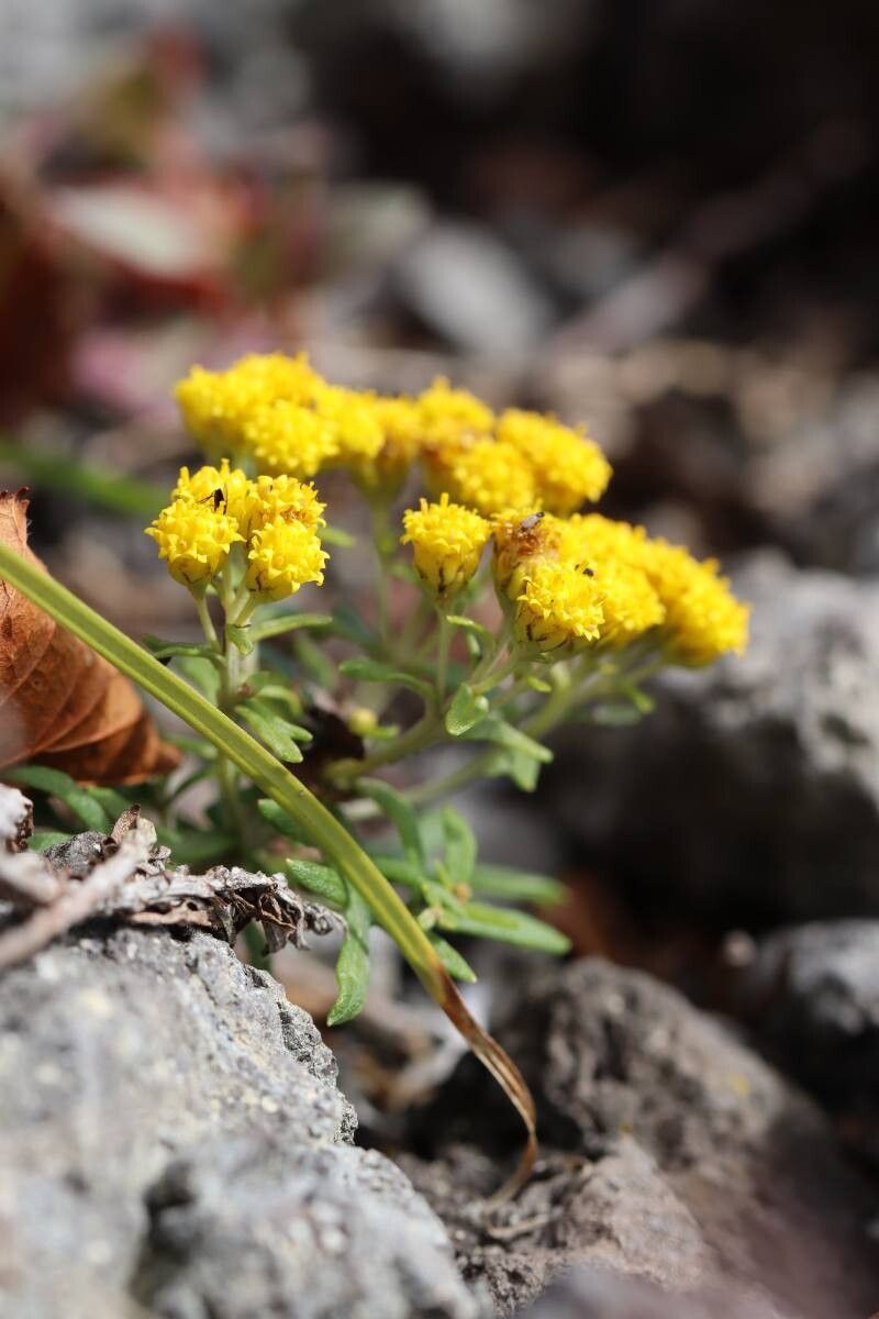 Ajania rupestris — related species from the same genus
