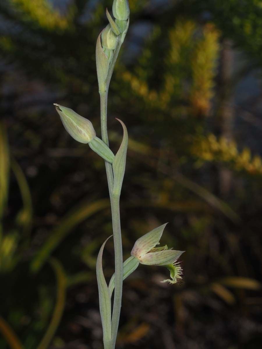Calochilus neocaledonicus — related species from the same genus