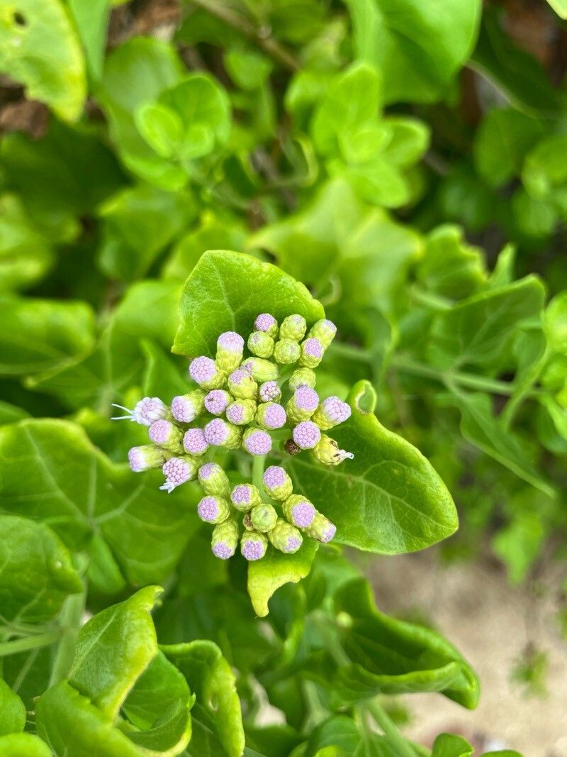 Chromolaena integrifolia flower