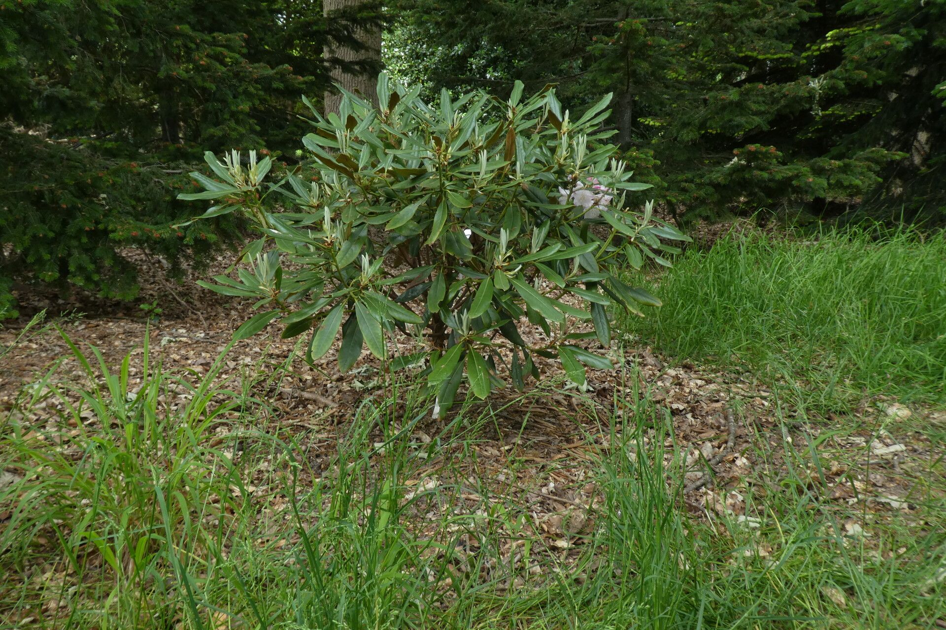 Rhododendron simiarum habit