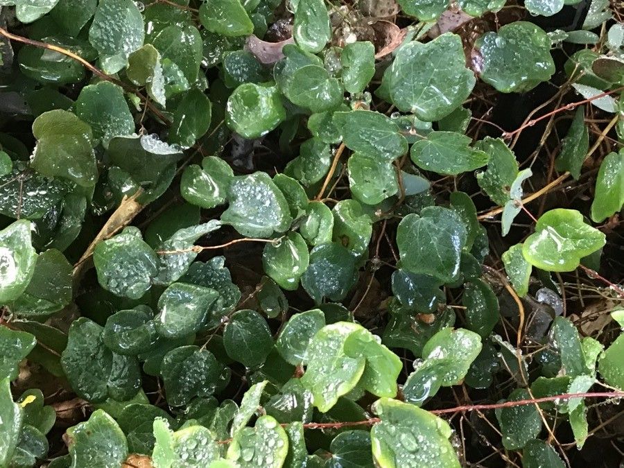 Vancouveria chrysantha — related species from the same genus