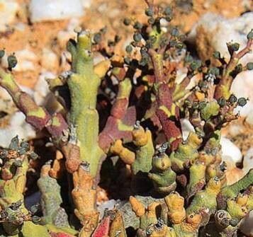 Euphorbia muricata — houseplant care guide