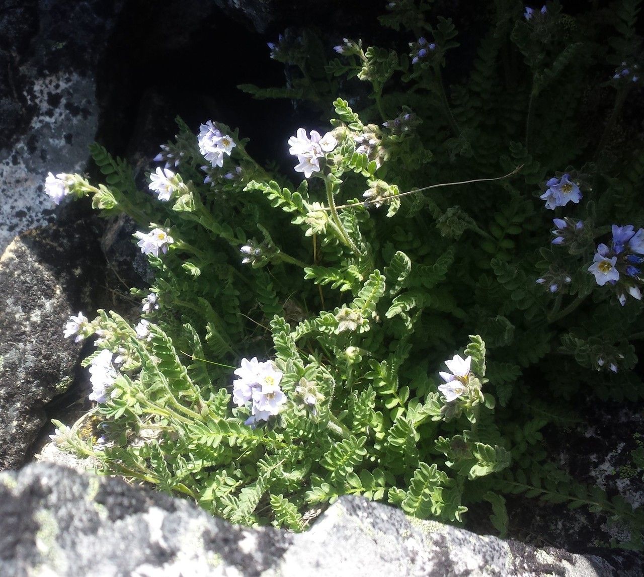 Polemonium pulcherrimum habit