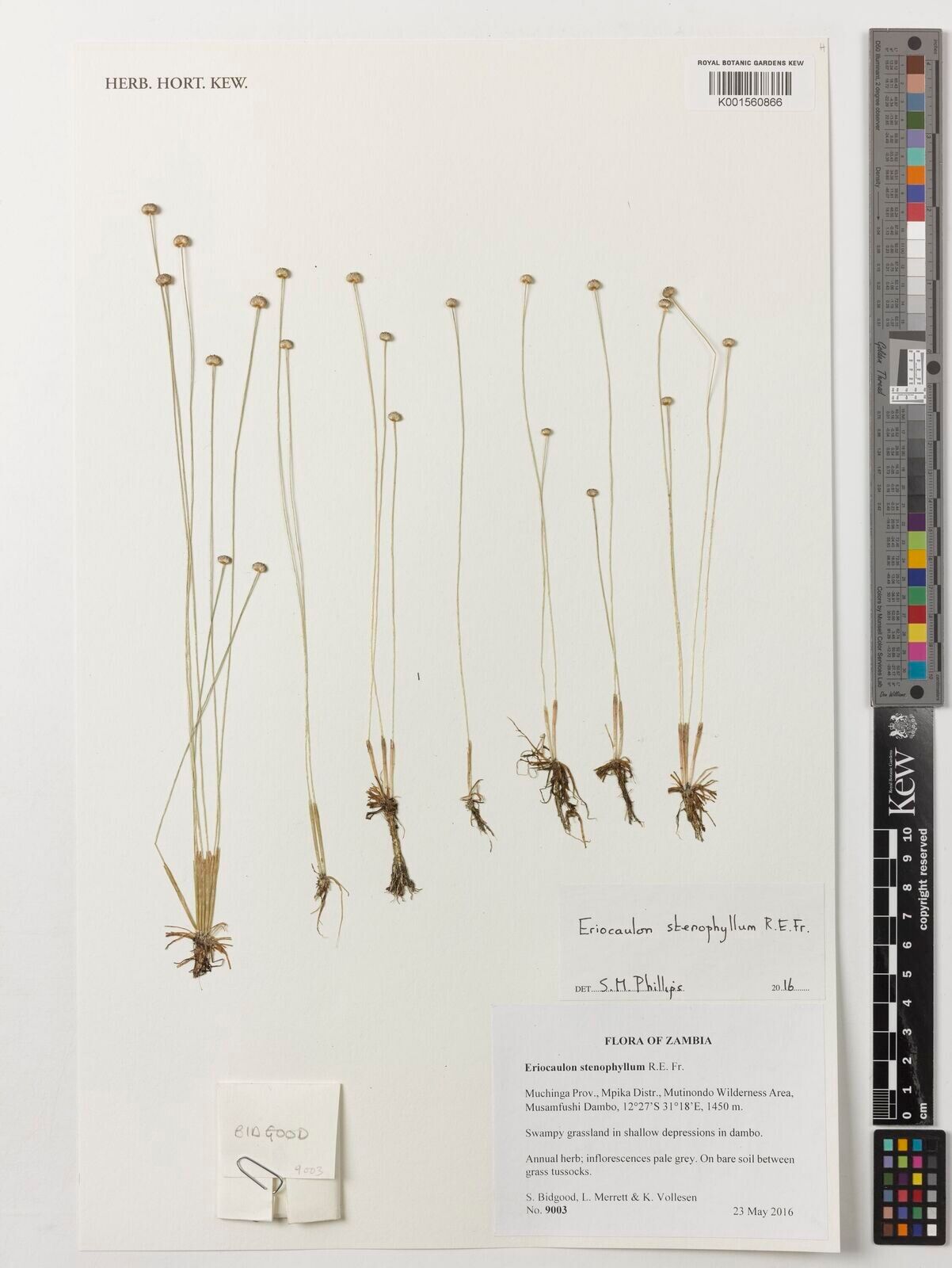 Eriocaulon stenophyllum — houseplant care guide