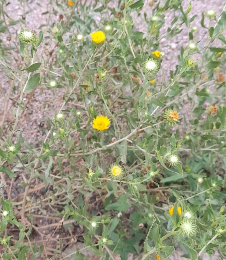 Grindelia cabrerae habit