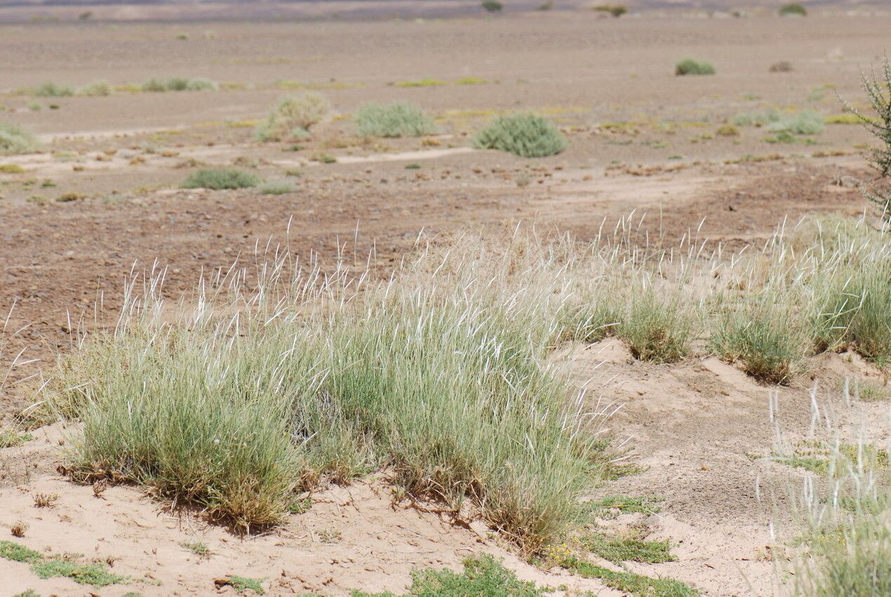 Lasiurus scindicus habit