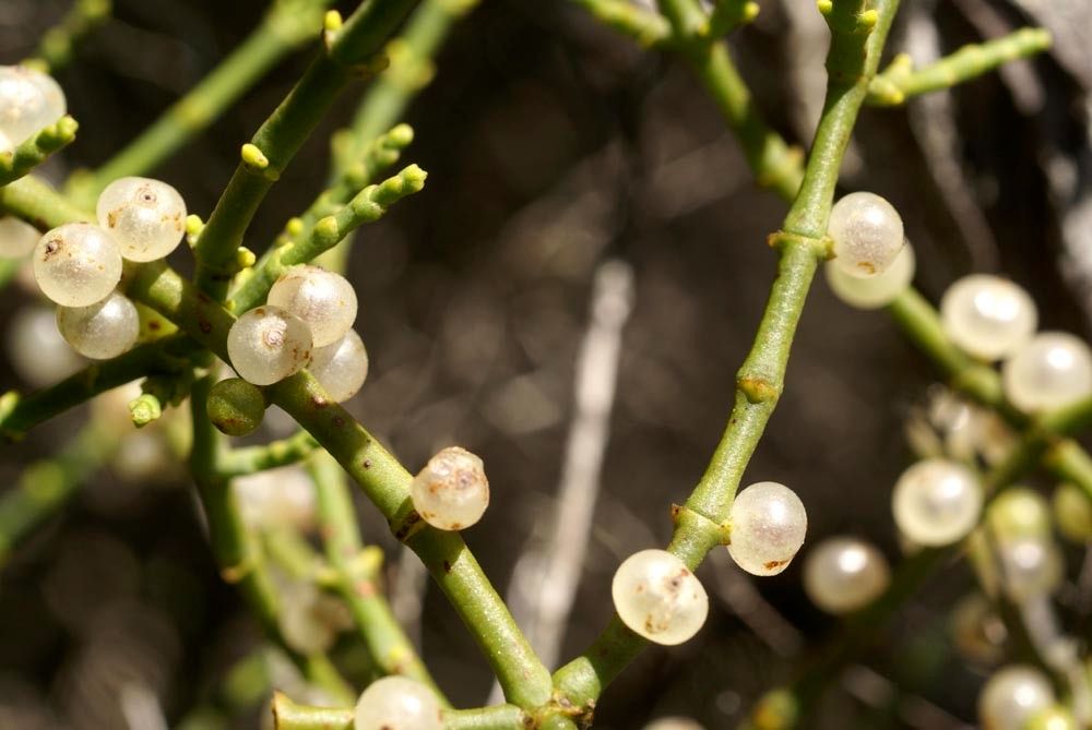 Viscum continuum fruit