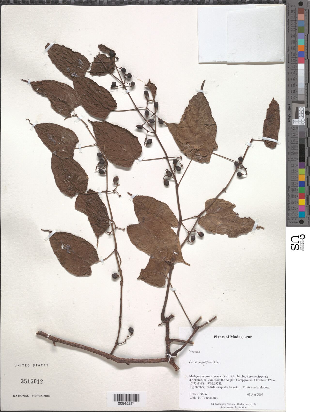 Cissus sagittifer — houseplant care guide