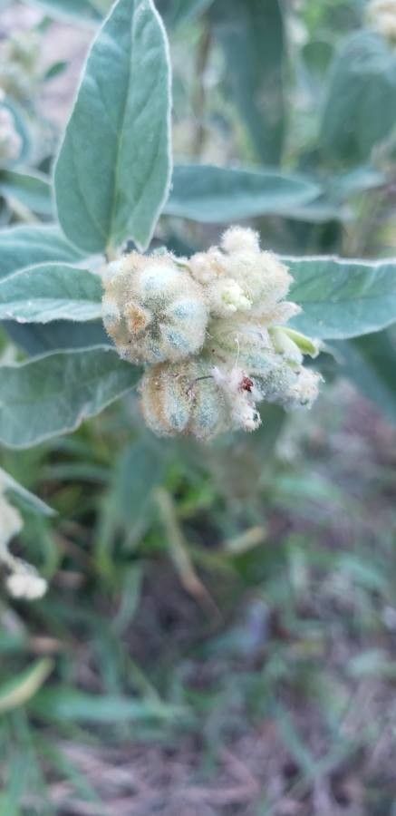 Croton capitatus fruit