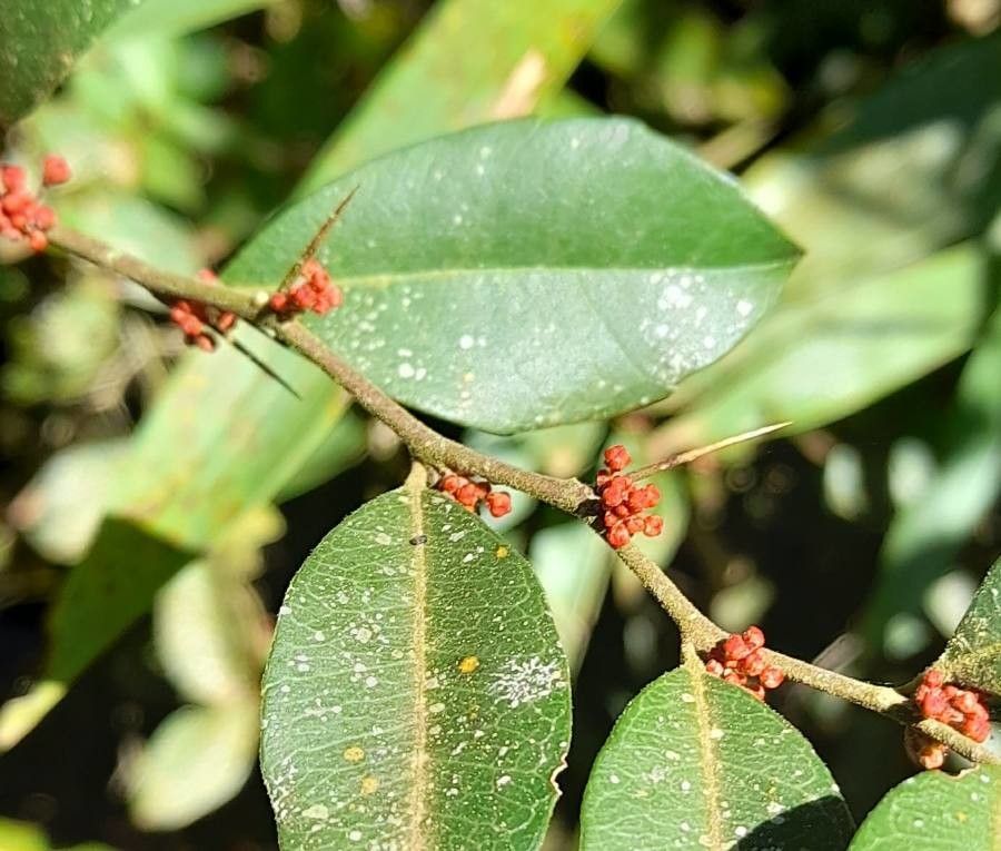 Castela tweediei flower