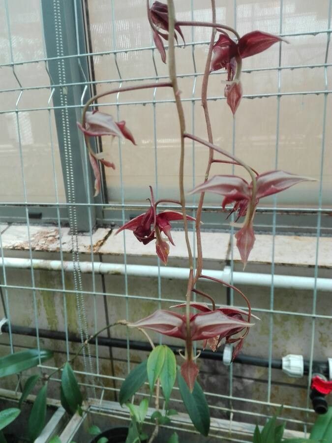 Gongora claviodora flower