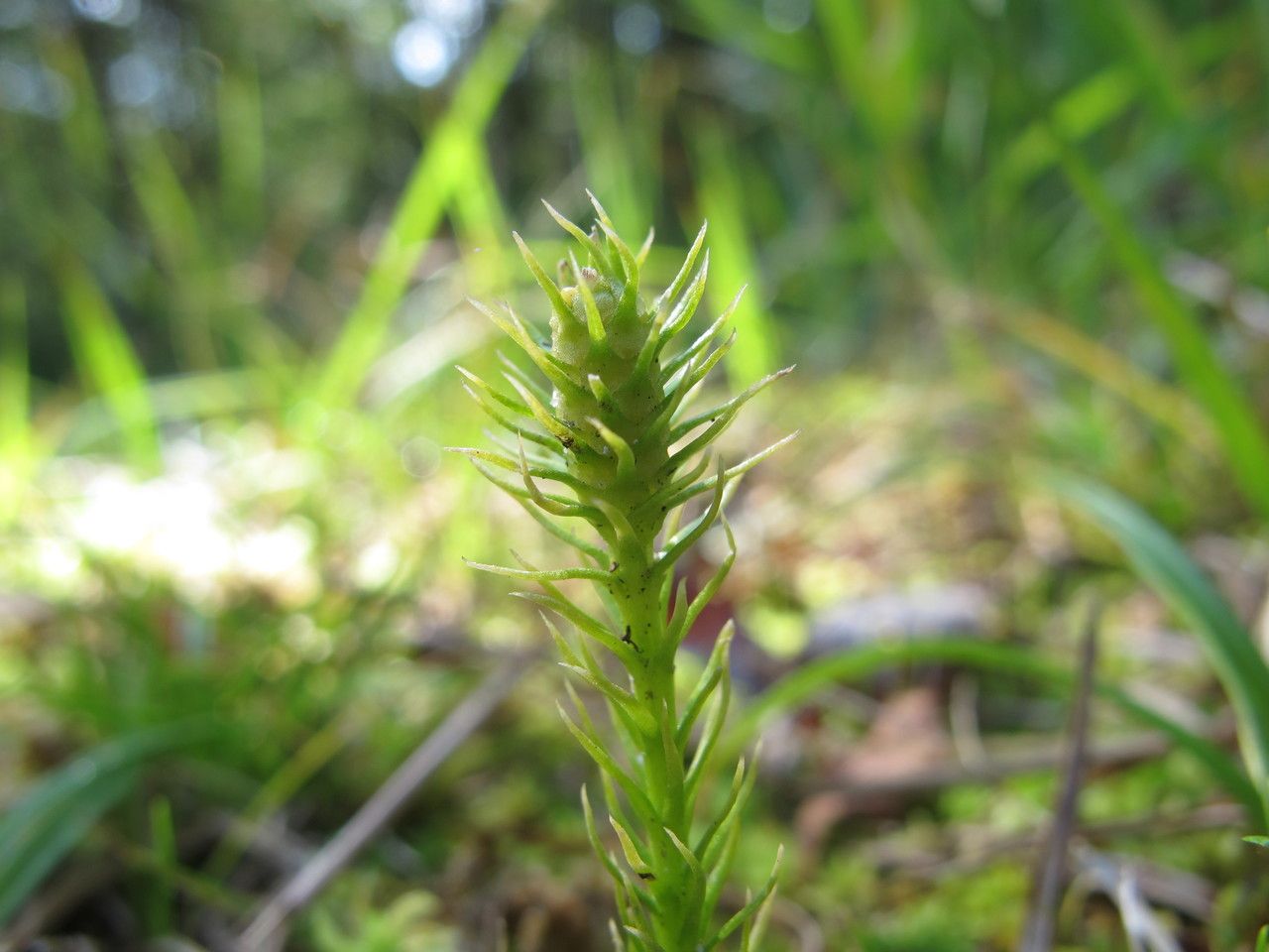 Lycopodiella inundata flower